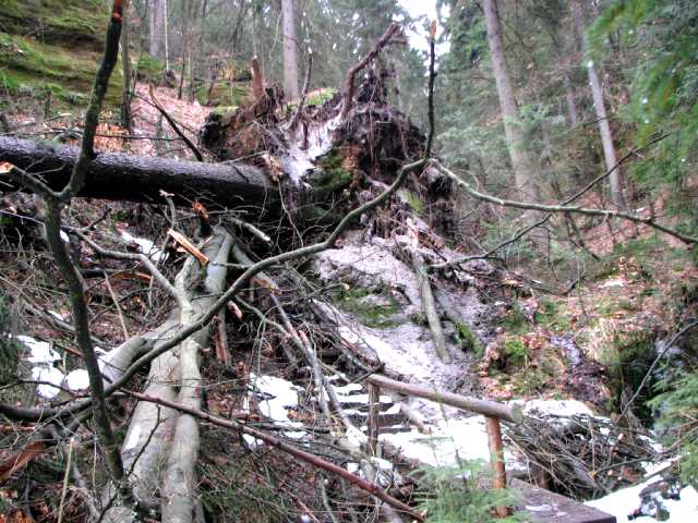 umgest�rzte B�ume oberhalb Jans Loch