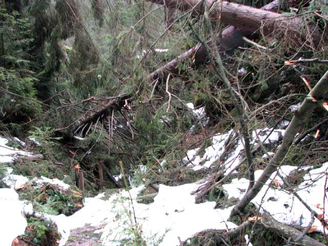 Umgest�rzte B�ume
