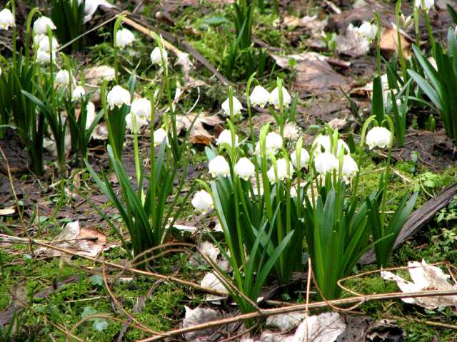 M�rzenbecher im Polenztal